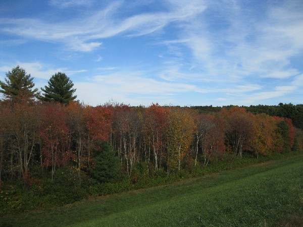 Young birches near the reservoir dam