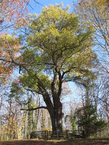 Bicentennial tree