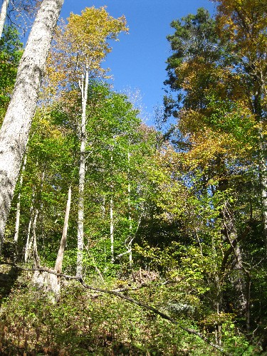 Tall trees on the side of the glen