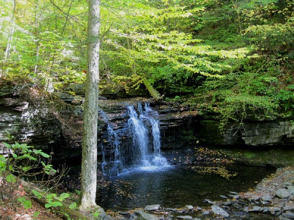 A low waterfall surrounded by green foliage