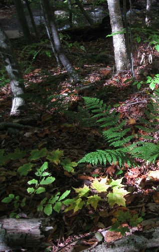 Ferns alongside the trail