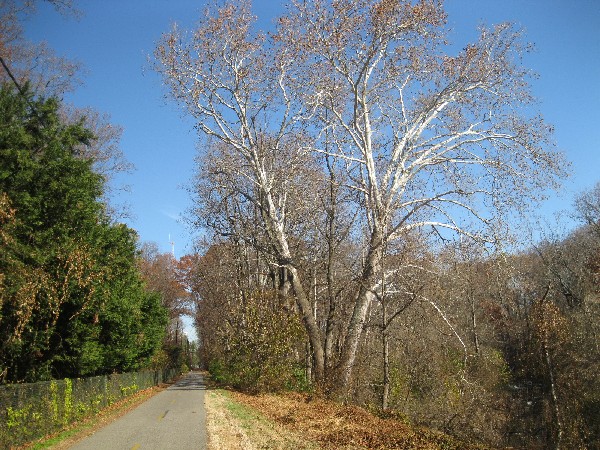 Sycamores alongside the trail