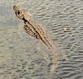 Gator in Everglades